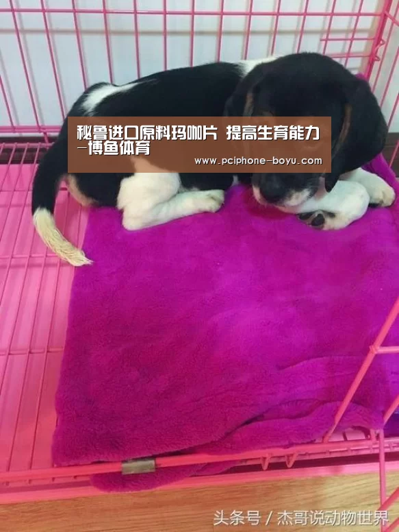  博鱼体育平台